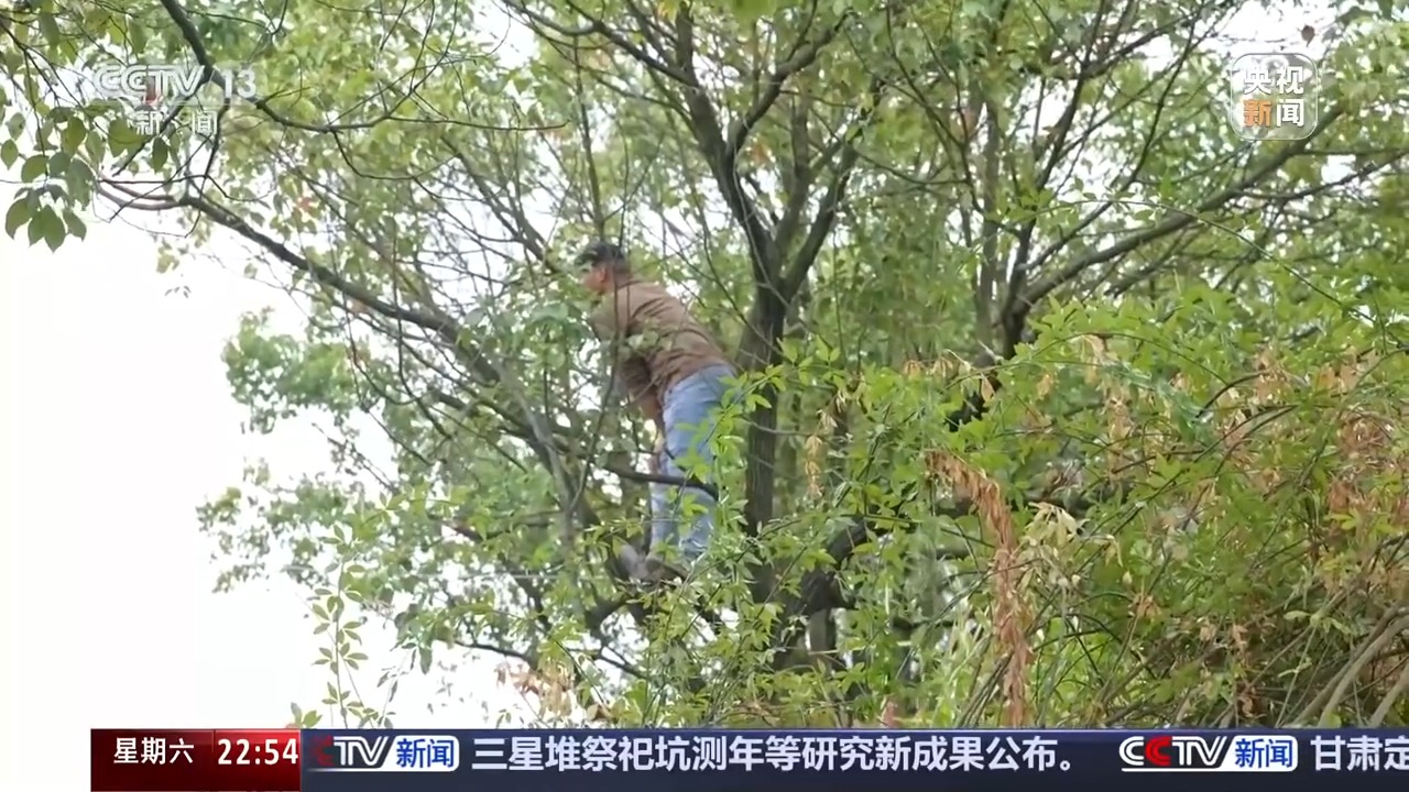 新闻周刊丨在树上看“湘超” “挂票”是个什么票？